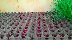 Maybe you would like to learn more about one of these? Begini Cara Menanam Bawang Merah Pakai Wadah Telur Mudah Diaplikasikan Sendiri Di Rumah Tribun Jabar