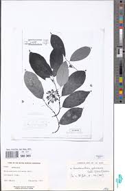 Image result for Napoleonaea gossweileri