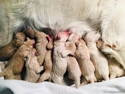 Once you place your deposit it is transferable between any litter. Reserve A Puppy Red Dawn Golden Retrievers