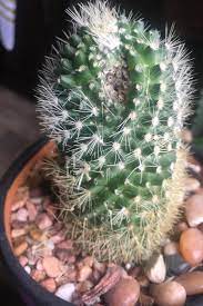 How do we know if a cactus is rotting? How Can I Confirm Living Status Of Cactus Succulents