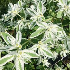 Image result for Euphorbia kilwana