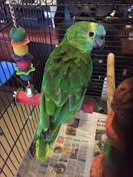Lost Amazon Parrot Bird Luddenham New South Wales Nsw Australia L38766 Parrot Losing A Pet Parrot Bird