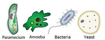 Maybe you would like to learn more about one of these? Unicellular And Multi Cellular Organisms Definition Examples Diagrams