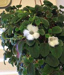 They are more cold tolerant than episcias (from peru to costa rica, and brazil) but generally go episcia dianthiflora produces single very pale pink flowers with frilled edges (rather like dianthus; Alsobia Dianthiflora Lace Flower House Plants Plants Flowers