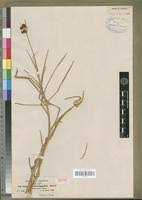 Image result for Pycreus mundtii