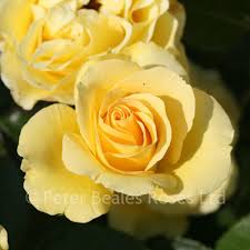 We did not find results for: Anniversary Wishes Bush Rose Peter Beales Roses The World Leaders In Shrub Climbing Rambling And Standard Classic Roses