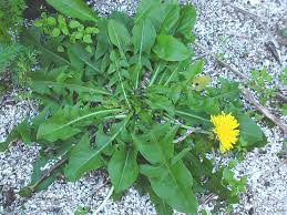 Image result for Taraxacum sp.