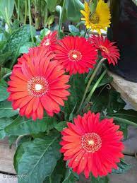 Pin By Mona Moni On Gerbere Beautiful Flowers Flowering Trees Red Flowers