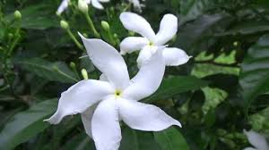 Pinwheel Flower Crape Jasmine East India Rosebay And Nero S Crown Sadafuli Plant Youtube