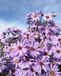 Pin By Jily Design On Flowers Flowers Instagram Plants
