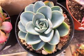エケベリアの育て方 植え替えや増やし方 水やりの方法は Horti ホルティ By Greensnap