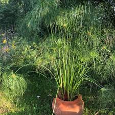 Image result for Cyperus papyrus