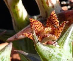 Image result for Orbea schweinfurthii