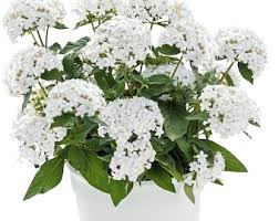 Image result for Pentas schumanniana