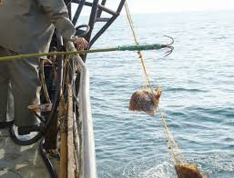 Comunicat de vega turism s.a. Cea Mai ProductivÄ Modalitate Pentru Pescuitul La Calcan Practicat In Marea NeagrÄ Èi Marea Azov Familist Ro