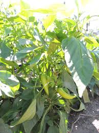 Banana peppers have medium to large pods with no heat and with mild heat and tangy taste depending on variety. How To Grow Bananna Peppers Growing Banana Pepper From Seeds The Gardener S Network