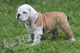 Bulldogs For Sale French English Bulldog Breeder Bigbulldogs English Bulldog Puppies Bulldog Puppies For Sale Bulldog Puppies
