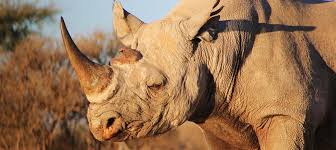 Things to do in namibia, africa: Namibia Travel Guide Tips And Inspiration Wanderlust
