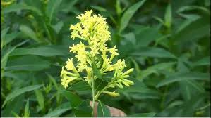Image result for Cestrum