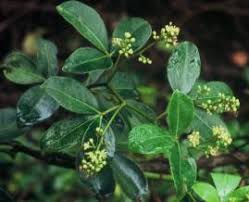 Image result for Toddaliopsis