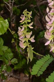 Image result for Abrus melanospermus