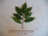 Image result for Grewia microthyrsa