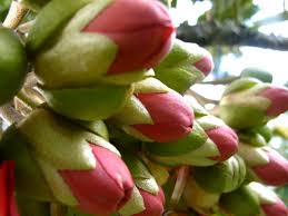 Lúc đầu băn khoăn liệu có phải quả do người việt mình trồng hay không, tìm hiểu mới biết là hàng nhập khẩu từ malaysia, anh thái (hoàng cầu, hà nội) cho biết. Sáº§u Rieng Ruá»™t Ä'á» Home Facebook