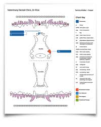 Client Friendly Vet Dental Charts