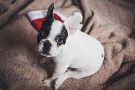 Making sure they have good manners and are. Crate Training Your French Bulldog Bay Area Bulldogs