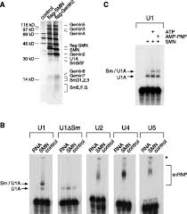 Survival of motor neuron or survival motor neuron (smn) is a protein that in humans is encoded by the smn1 and smn2 genes. Essential Role For The Smn Complex In The Specificity Of Snrnp Assembly Science