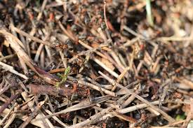 Diese insekten lieben besonders warme plätze unter platten, in blumentöpfen, trögen oder stauden und es gibt verschiedene methoden, sie zu bekämpfen. Krauterbeet Kompost Und Rasen Von Ameisen Befallen Was Tun Gartendialog De