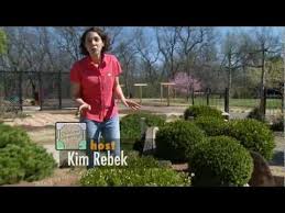 oklahoma gardenings kim rebek shows us some different types of damage plants sustain during the winter months and g winter shrubs garden journal box wood shrub
