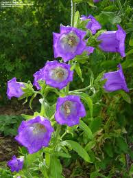 Plantfiles Picture 11 Of Canterbury Bells Campanula Medium Purple Garden Beautiful Flowers Bellflower