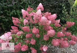Image result for hydrangea paniculata vanille fraise