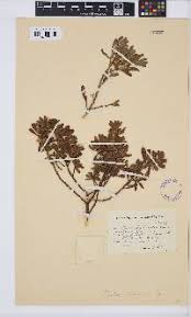 Image result for Clutia hirsuta