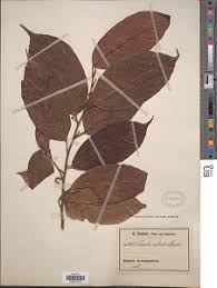 Image result for Coula edulis