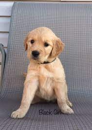 They're fluffy little teddy bears that are golden retriever puppy health issues. Pin On Puppies For Sale