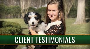 Why should you choose our mini bernedoodle puppies for sale in illinois? A Pennsylvania Breeder Of Excellent Puppies Country Haven Puppies