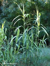 Image result for Arundo