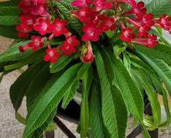 Image result for Streptocarpus umtaliensis