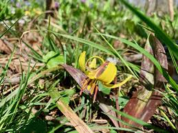 These flowers are harvested when they are not fully bloomed and then hung upside down to dry. Spring Wildflowers And Where To Find Them In Northern Virginia