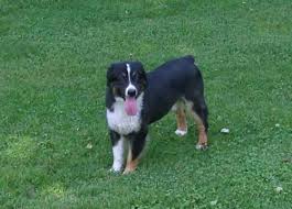 Maybe you would like to learn more about one of these? Australian Shepherd Puppies For Sale New York