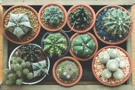 Plants growing in normal environmental conditions cacti have a thick layer of membrane that adds to water retention. How To Care For A Cactus Hgtv