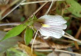 Image result for Blepharis maderaspatensis