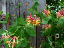 Later in the summer, we cut the plant back just a little more. 6 Mistakes To Avoid When Growing Honeysuckle Vine Dummer Garden Manage Gfinger Is The Best Garden Manage App