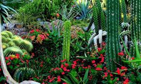 Hey what can you tell me about the monstrose cactus? You Can Grow Cactus In Florida