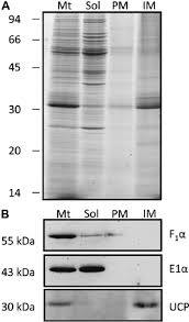 Integral membrane proteins and peripheral membrane proteins based on the nature of their membrane protein interactions. Isolation Of Integral Membrane Proteins From Rice Mitochondria A Download Scientific Diagram