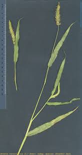 Image result for Setaria verticillata