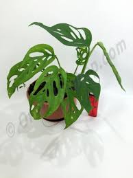 Pin On Plants Wishlist
