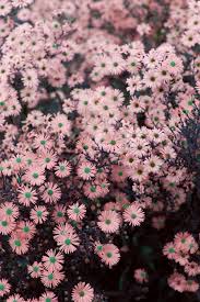 Lihat ide lainnya tentang wallpaper bunga, bunga, mawar cantik. Untitled By Lydia Greenaway Bunga Peony Wallpaper Bunga Bunga Liar